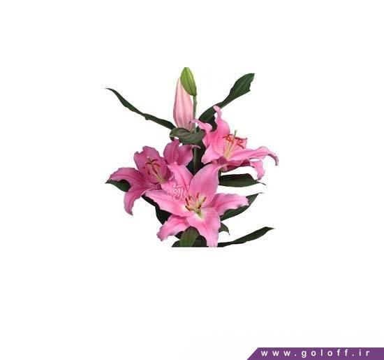 خرید اینترنتی گل - گل لیلیوم اورینتال پیسنو - Lilium Oriental | گل آف